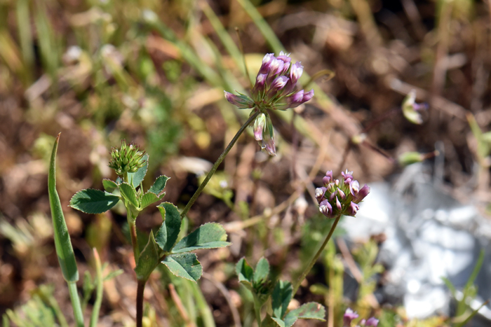 Pinpoint Clover flowers are strongly reflexed after blooming and often turned to the side. The fruits are indehiscent legumes meaning that the fruits do not open at maturity. Trifolium gracilentum